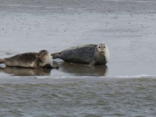 ZEEHONDENTOCHT OP HET WAD   | MGTickets