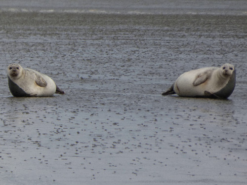 ZEEHONDENTOCHT OP HET WAD(Avondtocht) | MGTickets